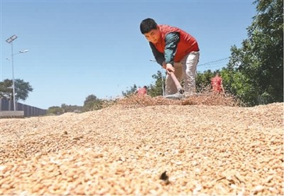 耀世：“喜看丰收粮满仓！”(图1)