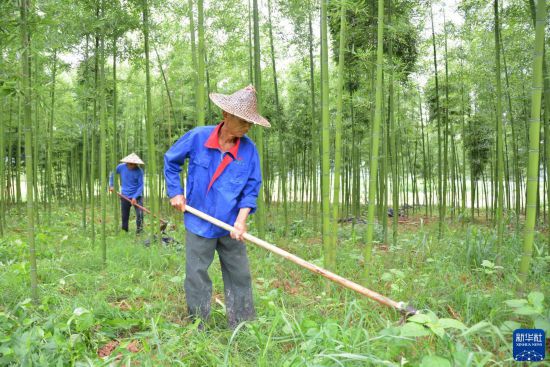 耀世娱乐：高质量发展调研行丨福建建瓯：绿色竹山渐成幸福“靠山”(图1)