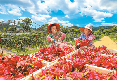 耀世注册：国产水果，为好生活再加点甜（探访“水果大国”消费新趋势（下））(图1)