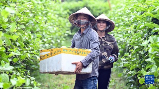 耀世：钦州：黄金百香果带火“田园经济”(图3)