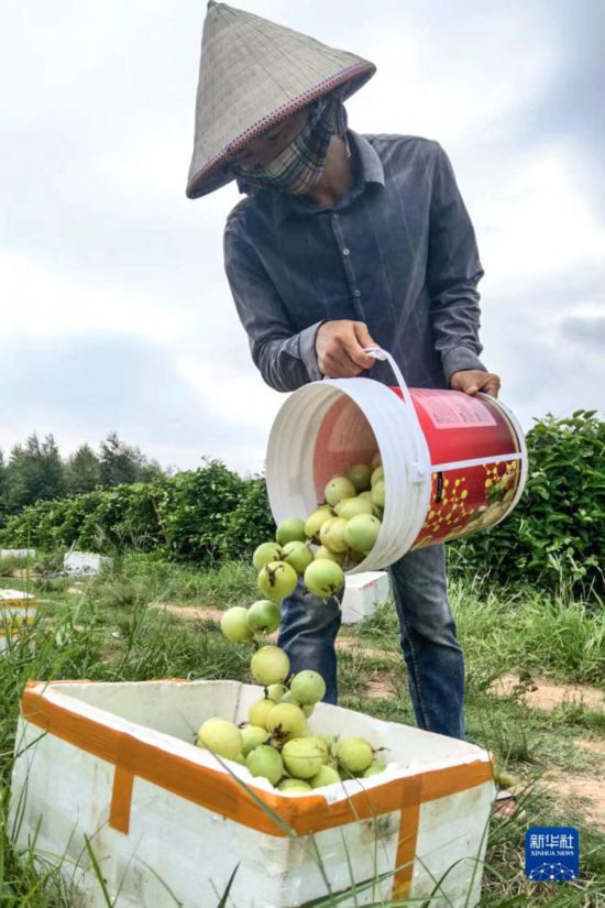 耀世：钦州：黄金百香果带火“田园经济”(图4)