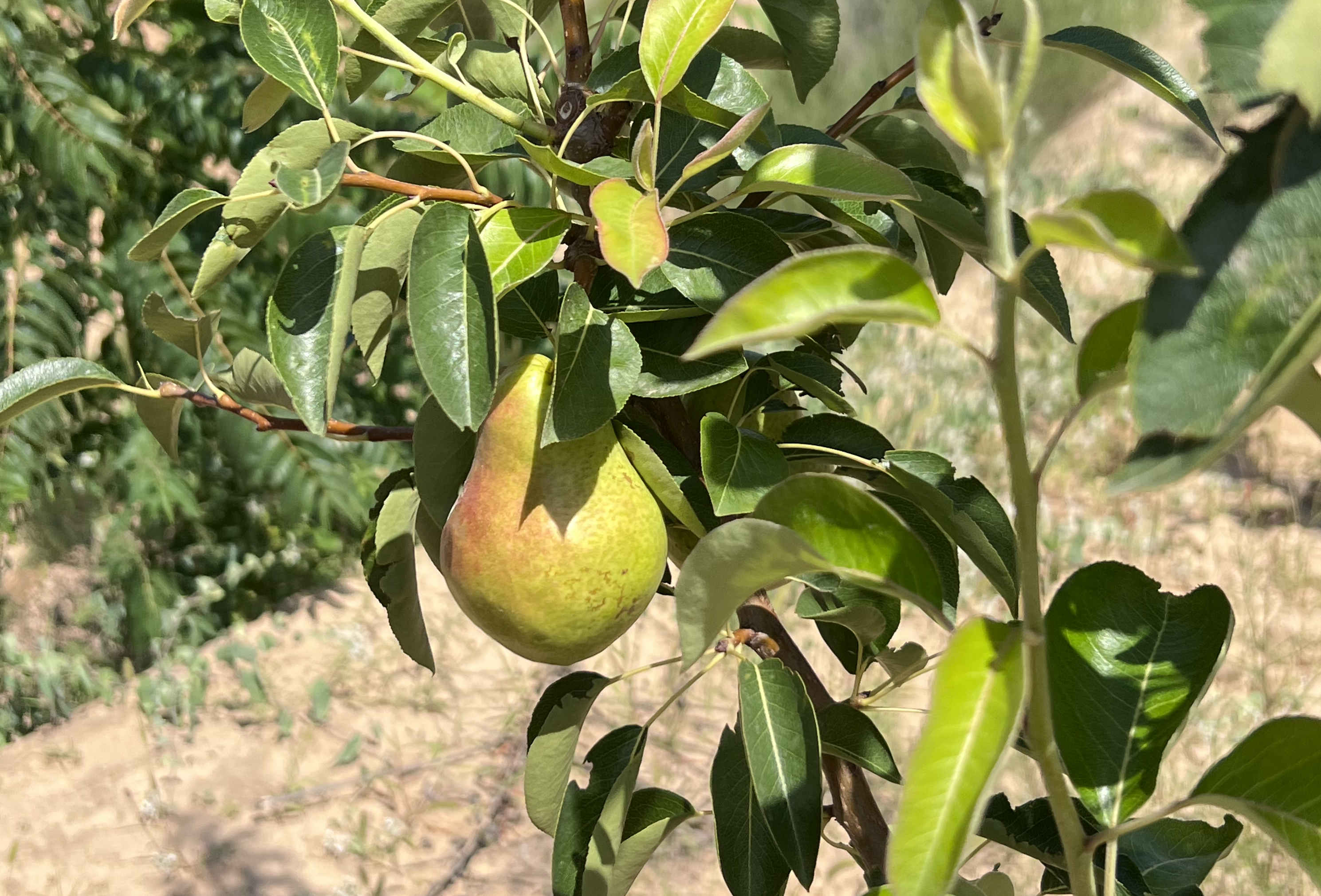 青梨基地果树上的幼果。记者 王连香摄