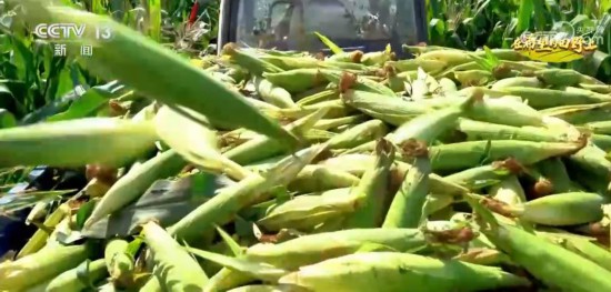 耀世登陆：粮食生产第一大省的增产密码(图4)