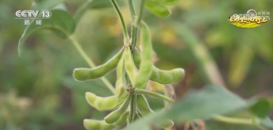 耀世登陆：粮食生产第一大省的增产密码(图3)