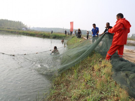 耀世测速：新时代中国调研行·黄河篇丨大地丰收美 蟹肥果飘香——黄河下游秋季见闻(图2)