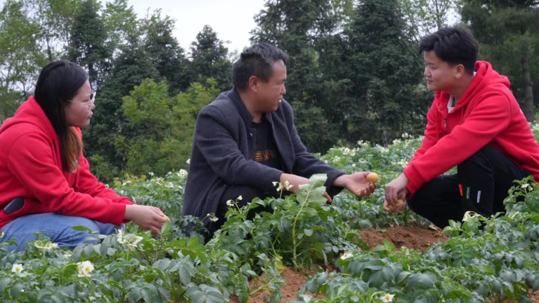 恒行：龙凤科技小院：“象牙塔”和“泥土地”的双向奔赴